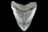 Fossil Megalodon Tooth - Georgia #109335-2